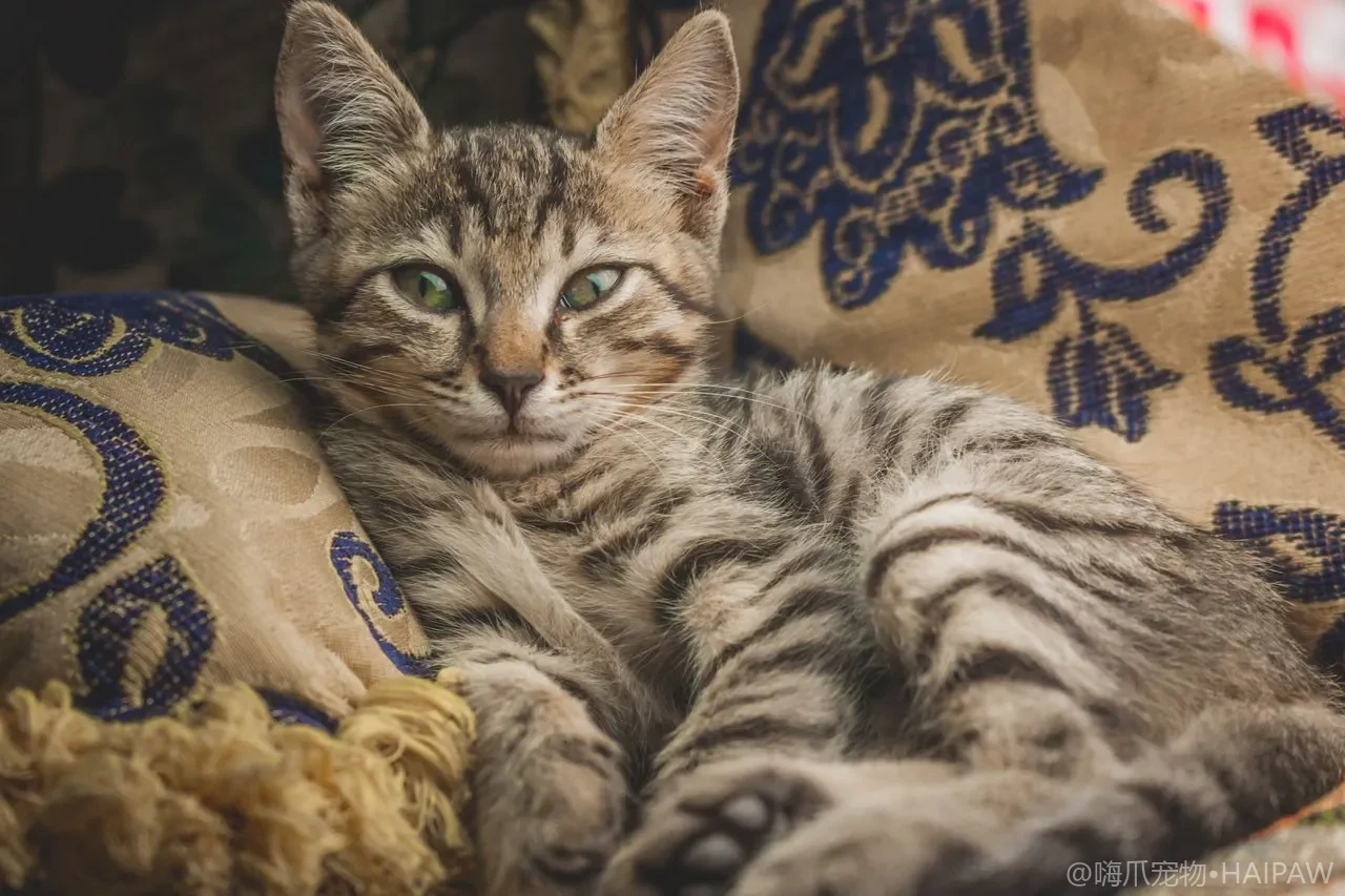 猫不在猫砂盆里尿怎么办？乱排泄原因排查与纠正