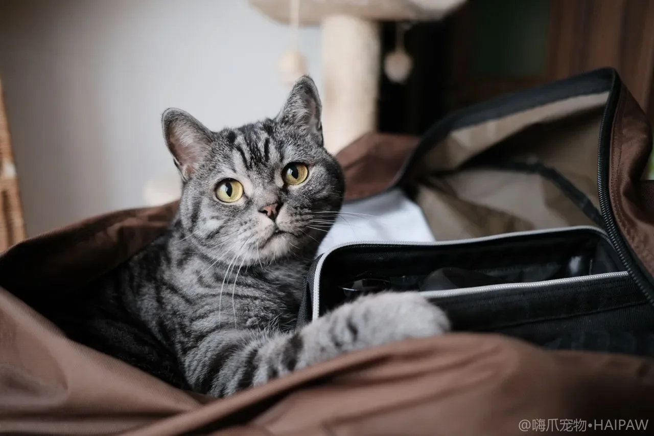 猫砂总被带得满地都是？带砂原因、高沿盆与落砂垫减砂指南