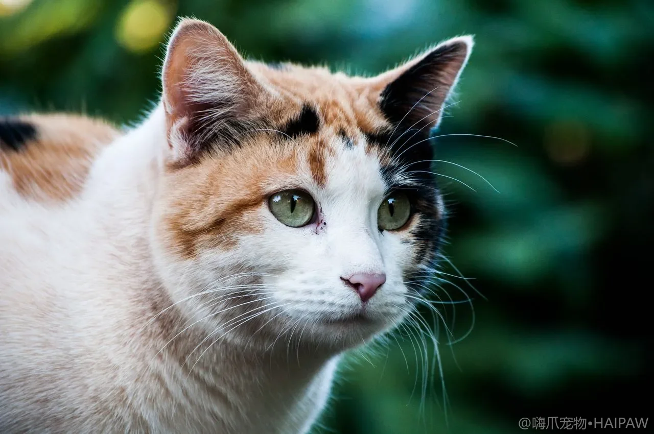 搬家装修时猫砂盆怎么过渡？如厕不乱的布置方案