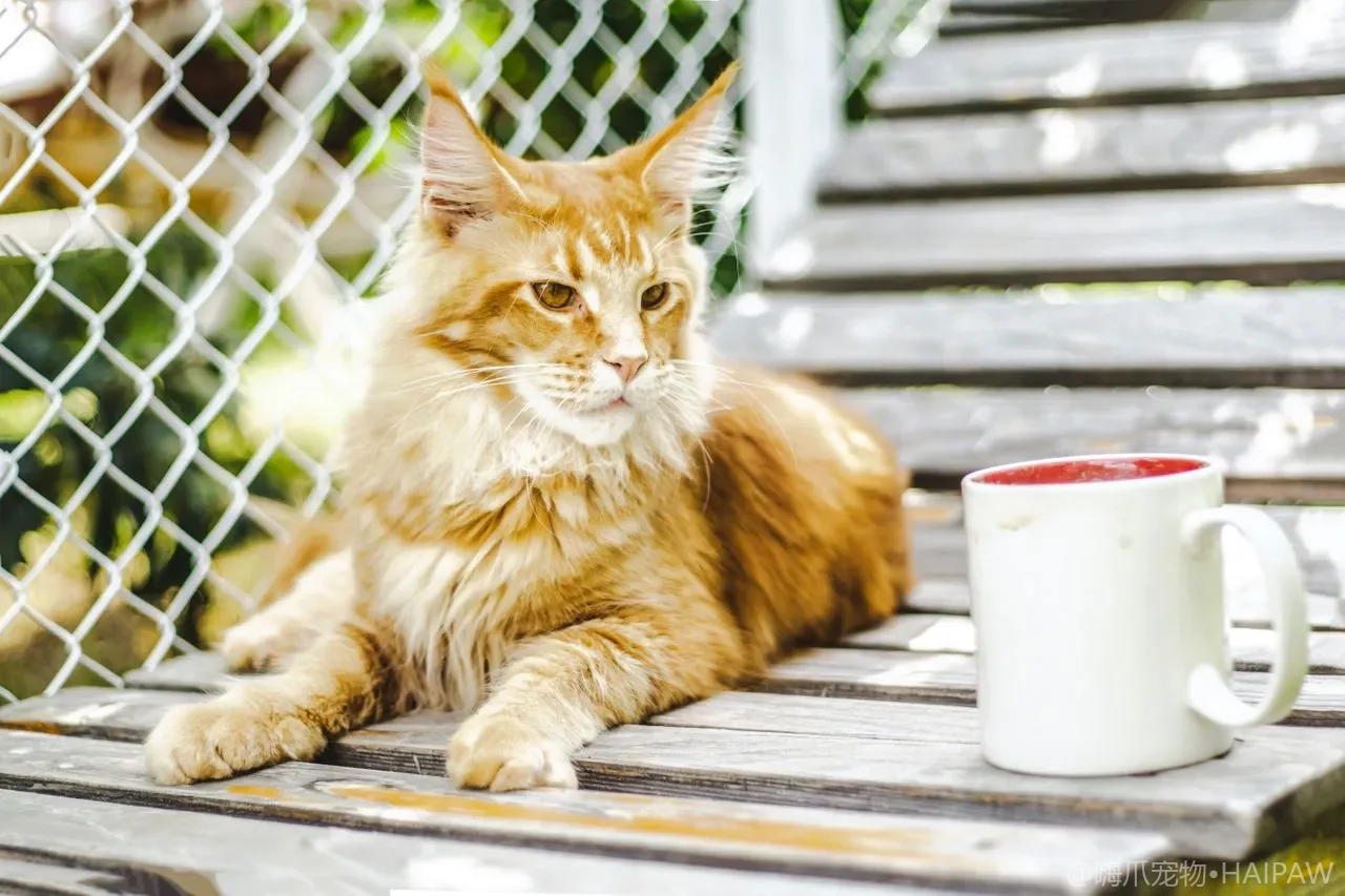 带猫出行与旅行猫砂方案：短途长途酒店多猫全攻略