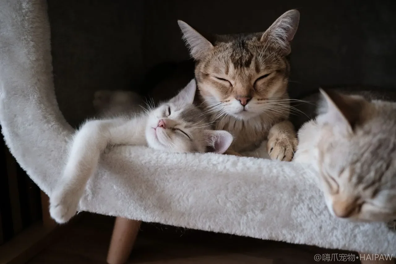 从排尿姿势读懂猫的健康：异常姿势与潜在问题对照