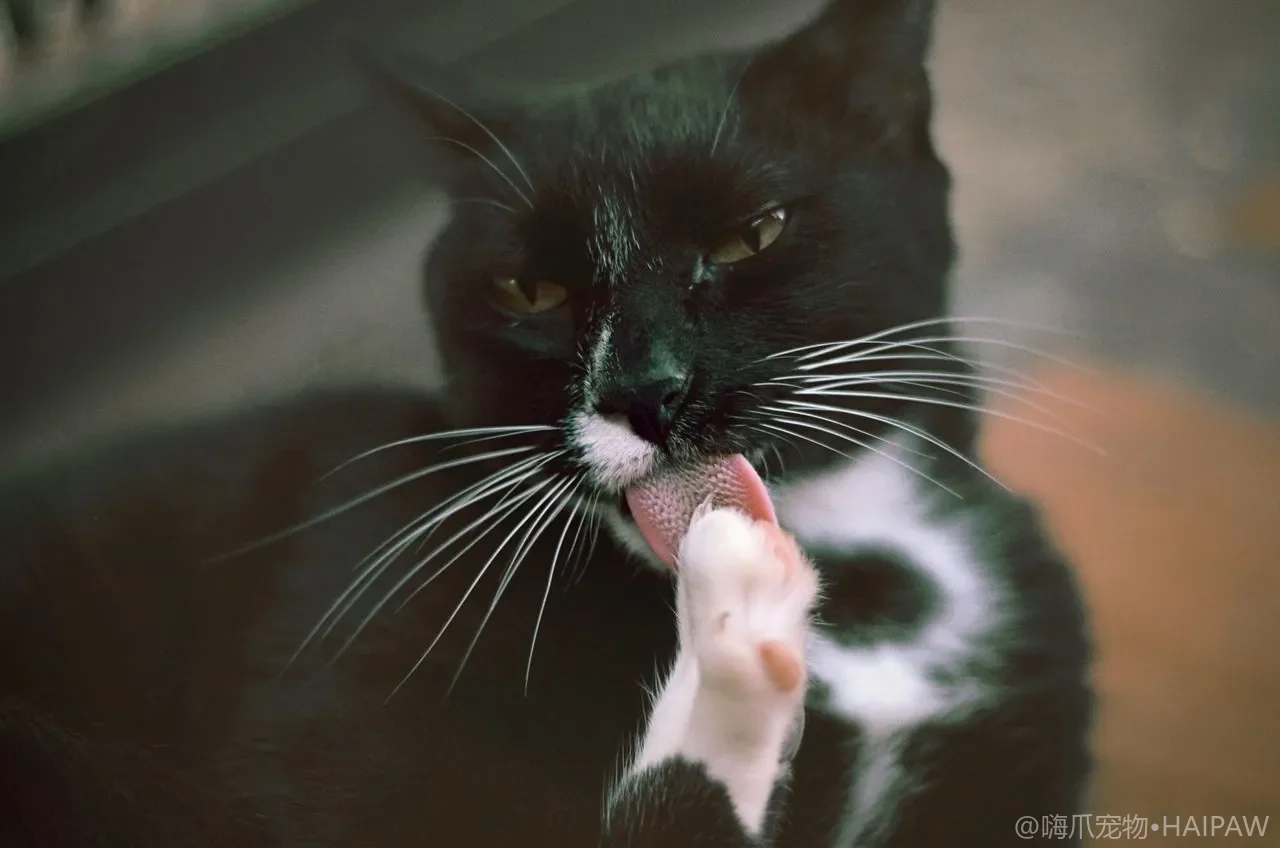 老猫残障猫猫砂盆改造：低边坡道让如厕不再难
