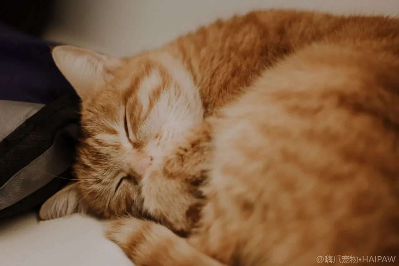 猫砂材质全对比：矿砂豆腐砂水晶砂怎么选