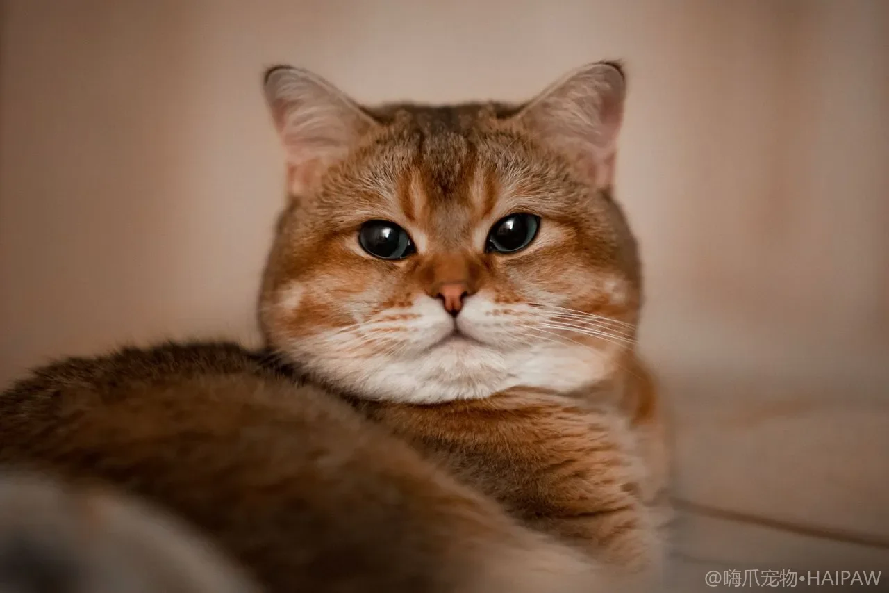 从猫砂看健康：猫咪正常如厕频率与尿量自测