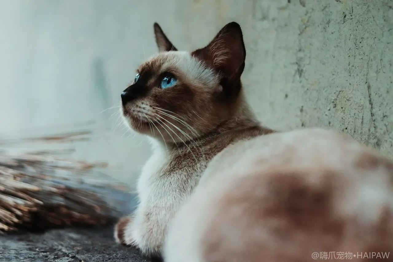 猫咪上完厕所疯狂跑酷：便后 zoomies 真相