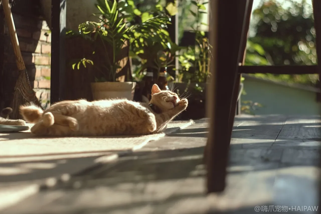 猫砂粉尘影响大吗：粉尘来源与健康防范指南