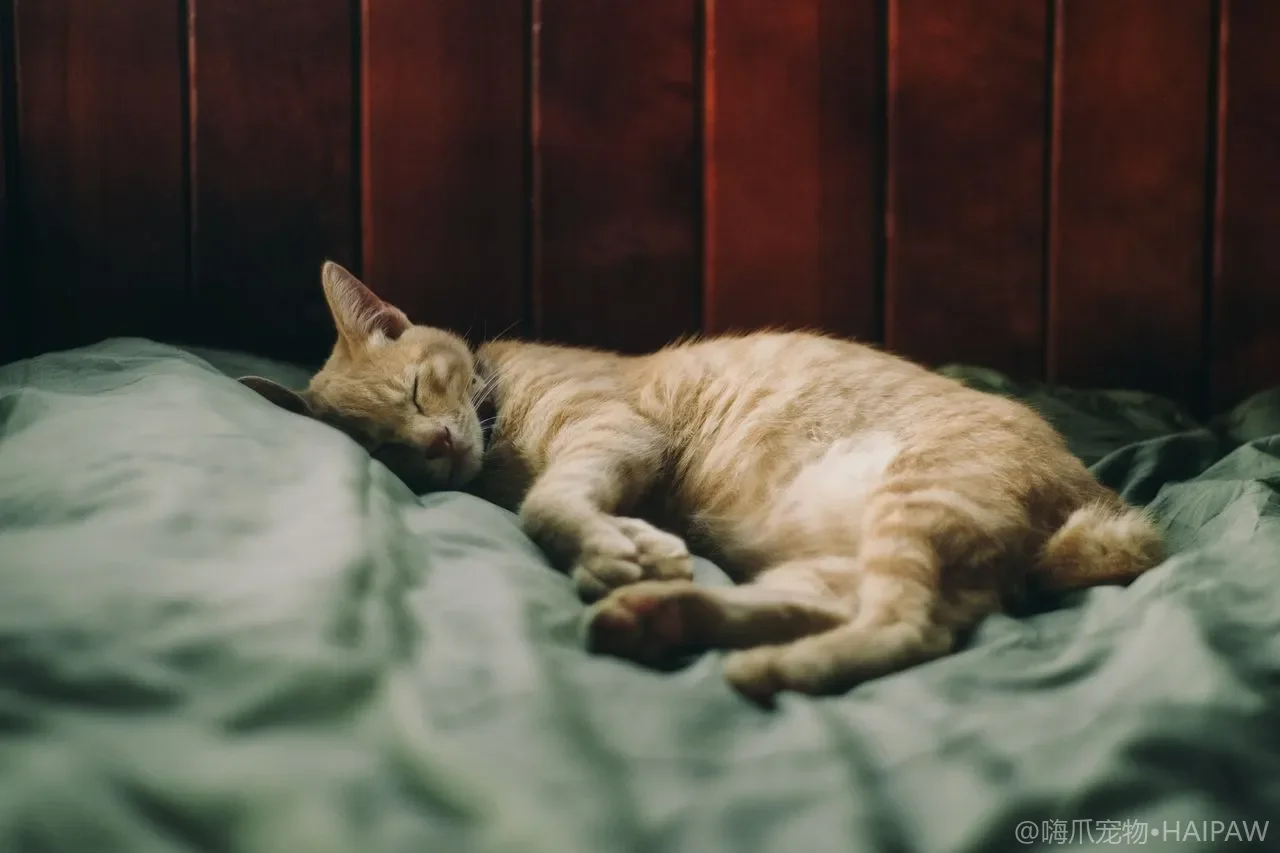 猫砂盆到底要放几个：N+1 原则说清楚