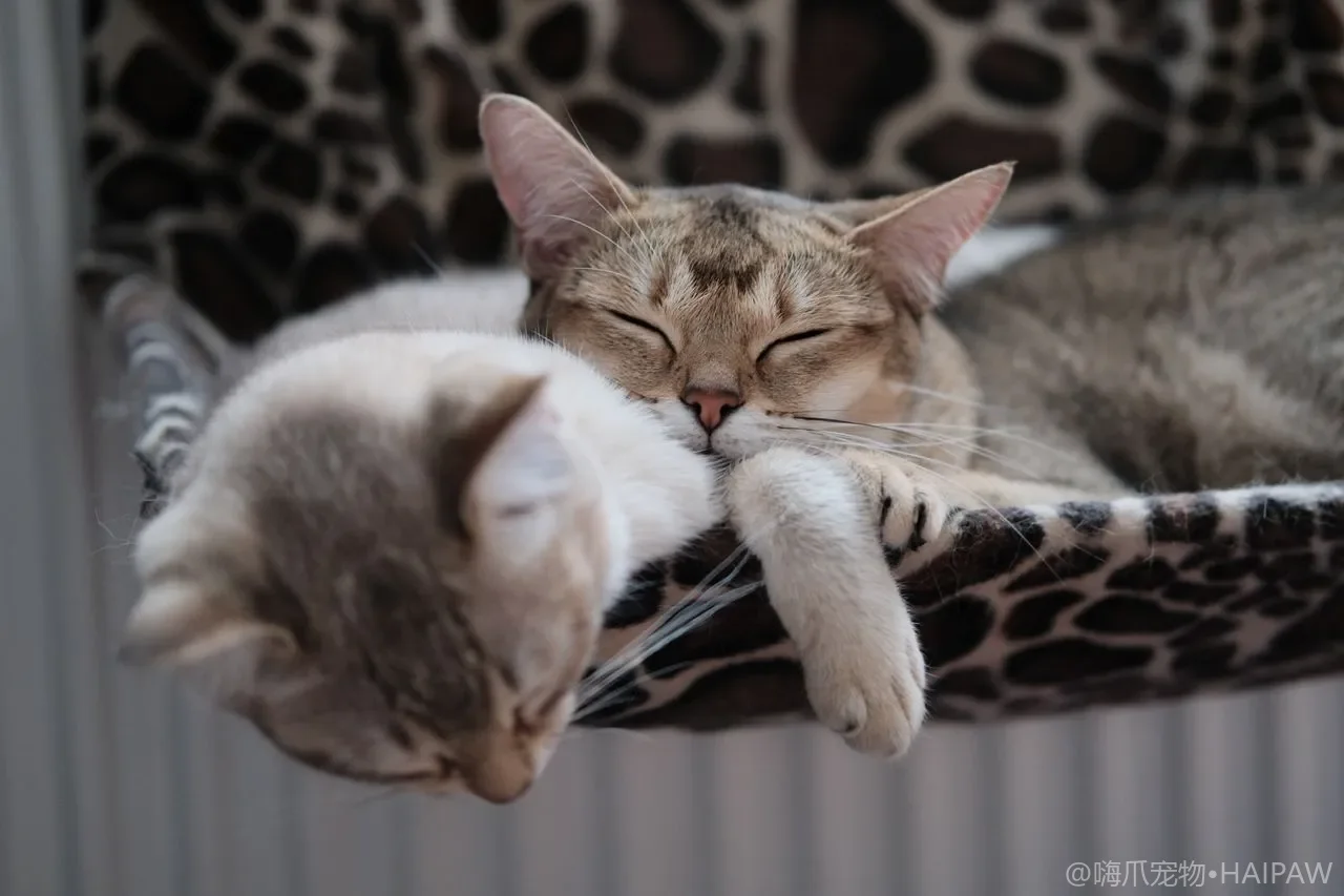 猫砂盆臭气熏天？别猛喷香！真正管用的是这几招
