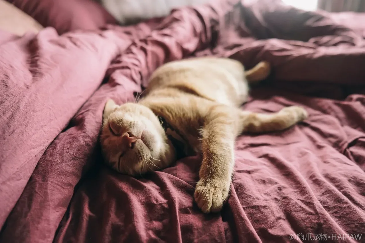 猫不在盆里尿，是报复你？错！它是在用尿"说话"