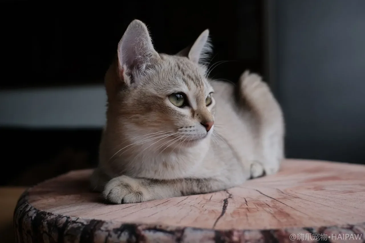 猫砂盆放在什么位置猫才愿意用？隐私安全感与摆放避坑指南