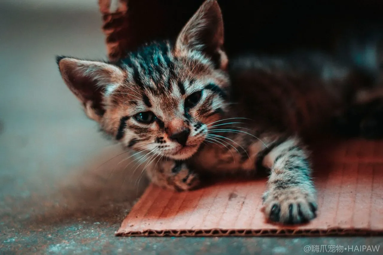 带香猫砂和无香猫砂该怎么选？猫的鼻子比你想的敏感得多
