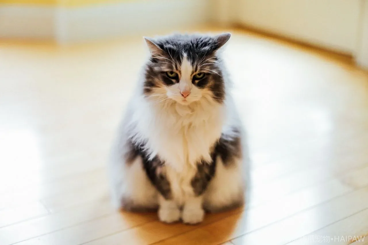 猫砂盆脚踏垫不是智商税，选对材质和清洁方法能少扫很多带出砂