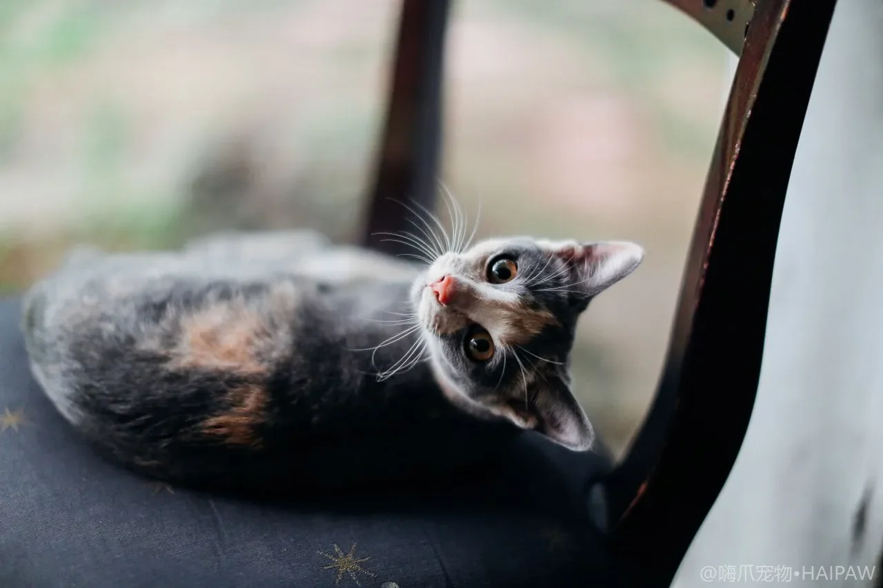 猫砂盆光添砂不洗不行，多久彻底清洗一次才卫生？除味除菌的正确做法
