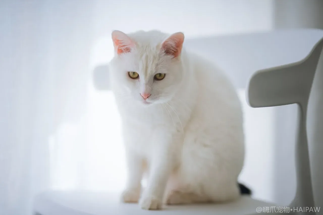 猫砂盆里发现血迹先别慌？教你分辨是尿血还是便血再决定要不要送医