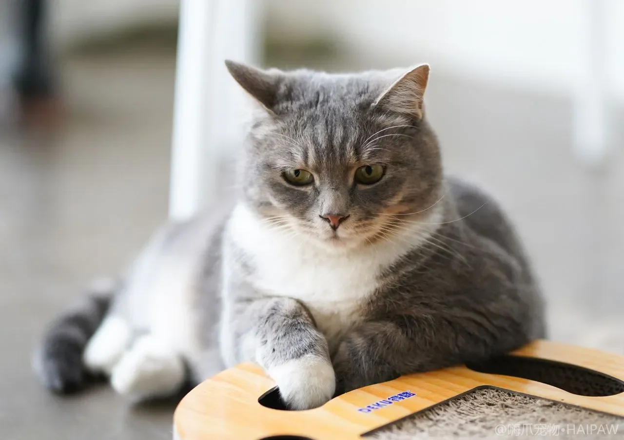 猫为什么总在猫砂盆外刨地打洞？猫砂深度与盆壁高度不匹配的纠正法