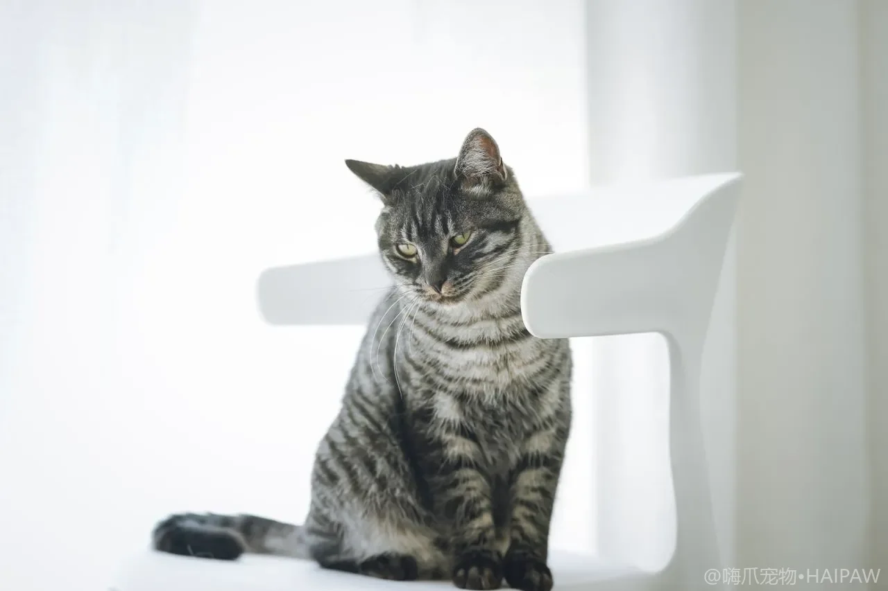 猫砂团大小能看出泌尿健康吗？每天铲砂观察尿团变化的预警信号
