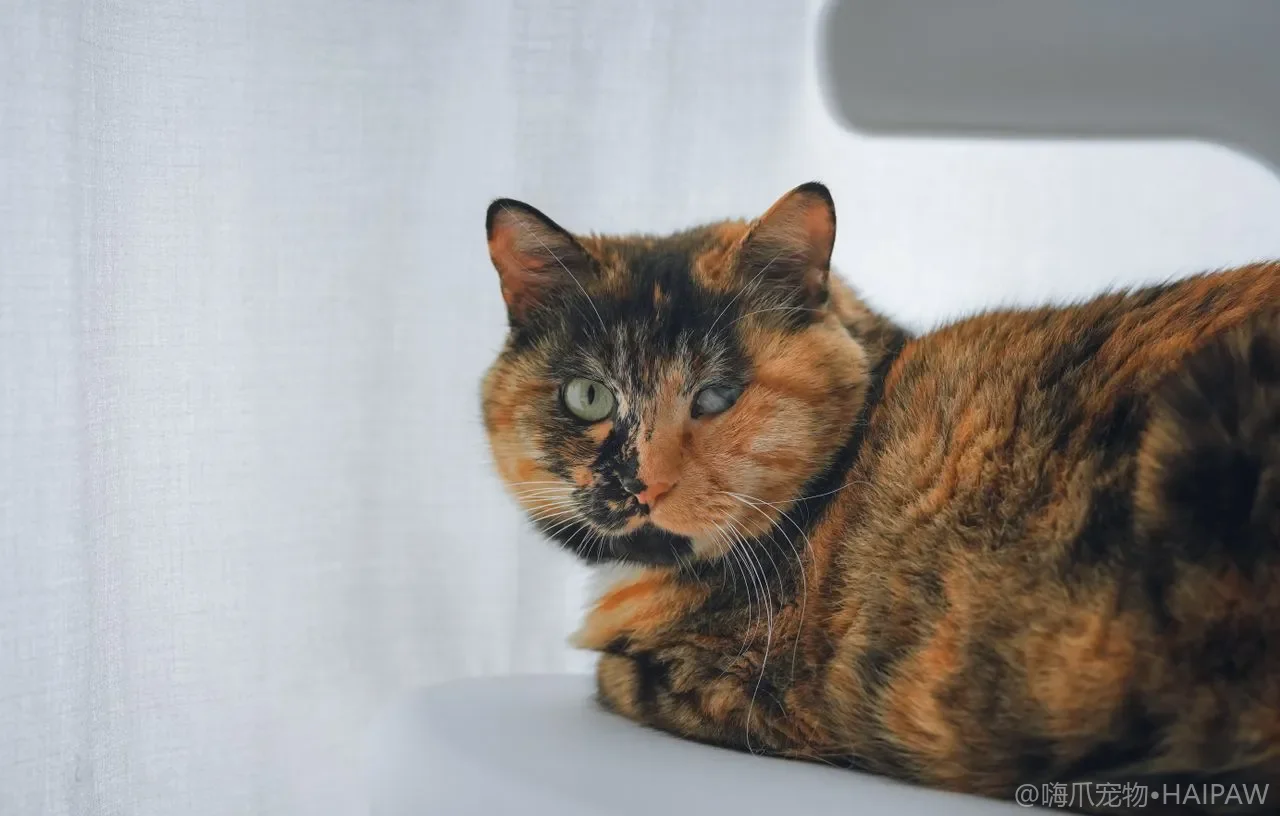 猫突然在猫砂盆外大便怎么办？先排查这几种环境与身体原因的纠正法