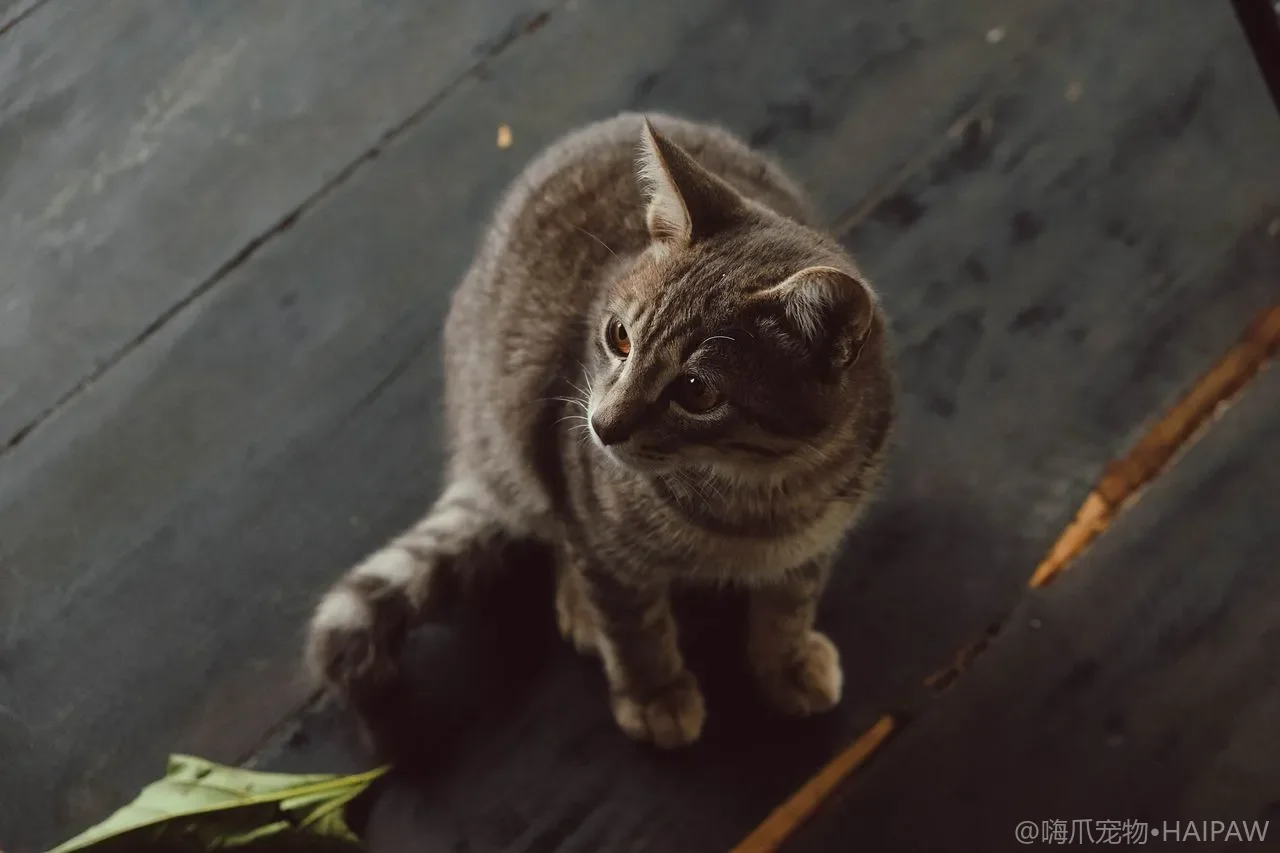 猫砂盆和食盆水盆到底要隔多远？乱摆会诱发拒食乱尿的实测避坑
