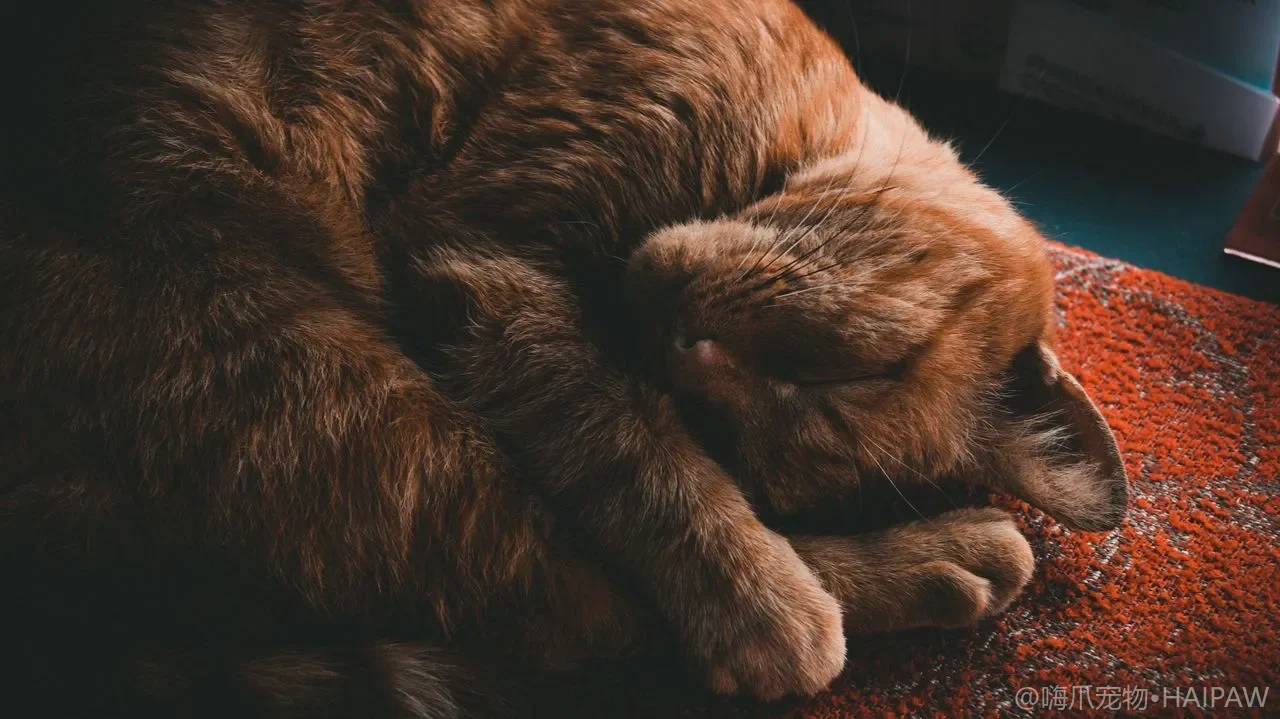 猫在猫砂盆里又扒又玩是啥毛病？分辨玩砂取乐与焦虑扒砂的应对方法