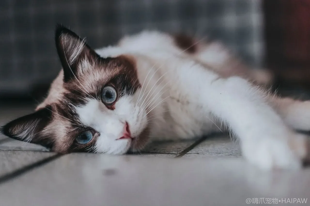 猫砂盆太高幼猫老猫爬不上去？加台阶坡道与换低边盆的改造方案