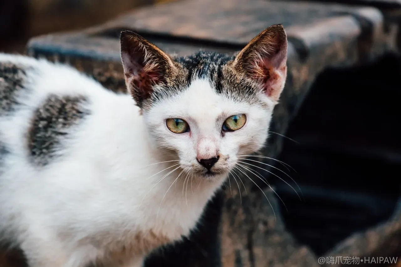 猫在猫砂盆里喵喵叫是哪儿不对?分辨盆内发声的求助与不适信号 猫在猫砂盆里喵喵叫是哪儿不对?分辨盆内发声的求助与不适信号