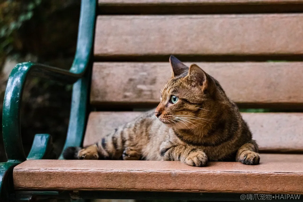 猫会吃自己拉的屎是生病还是太无聊？分辨食粪行为的原因与纠正办法