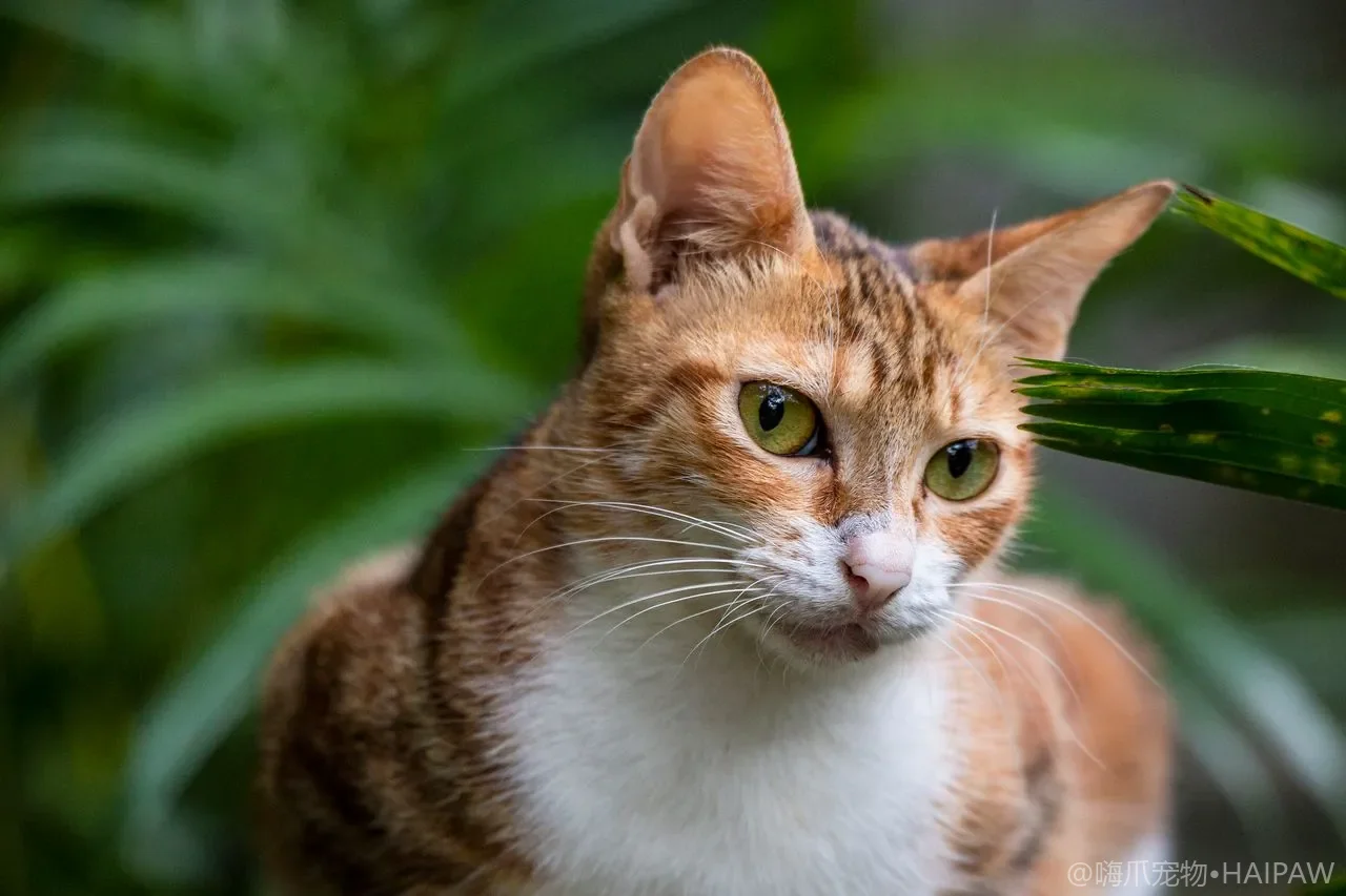 猫为什么在砂盆里反复转圈刨坑？如厕前仪式行为与异常辨别