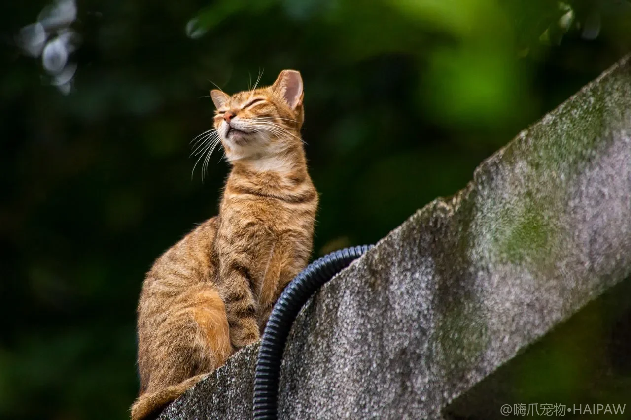 猫对猫砂的脚感真的有偏好吗？颗粒粗细矿砂与脚感选择指南