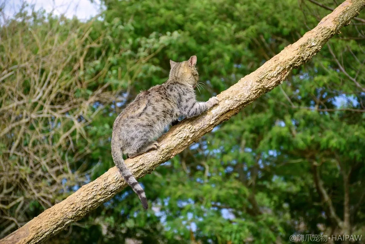 猫突然嫌弃用惯的猫砂盆不肯进？先排查清洁频率还是摆放位置