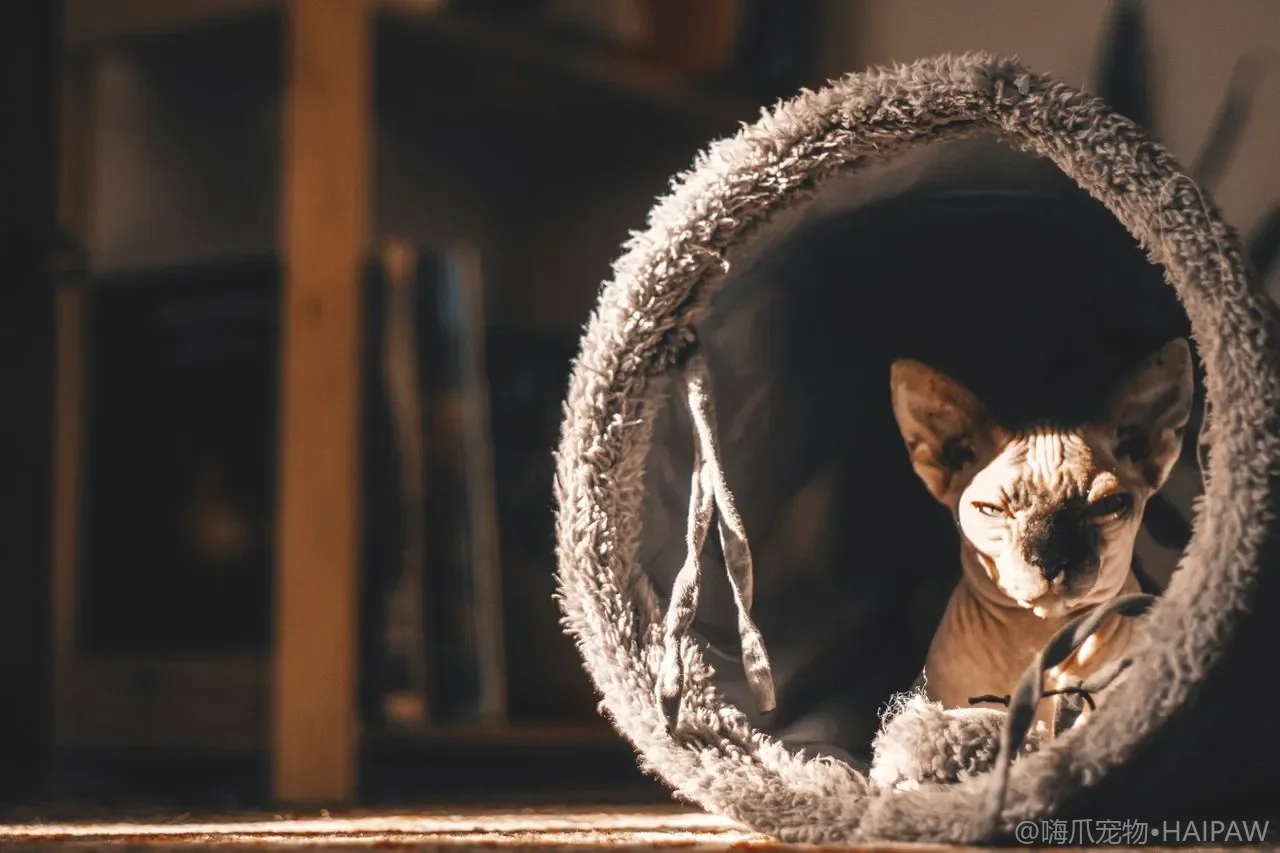 猫砂盆盖好还是敞开好？封闭与开放猫砂盆的取舍和适用猫