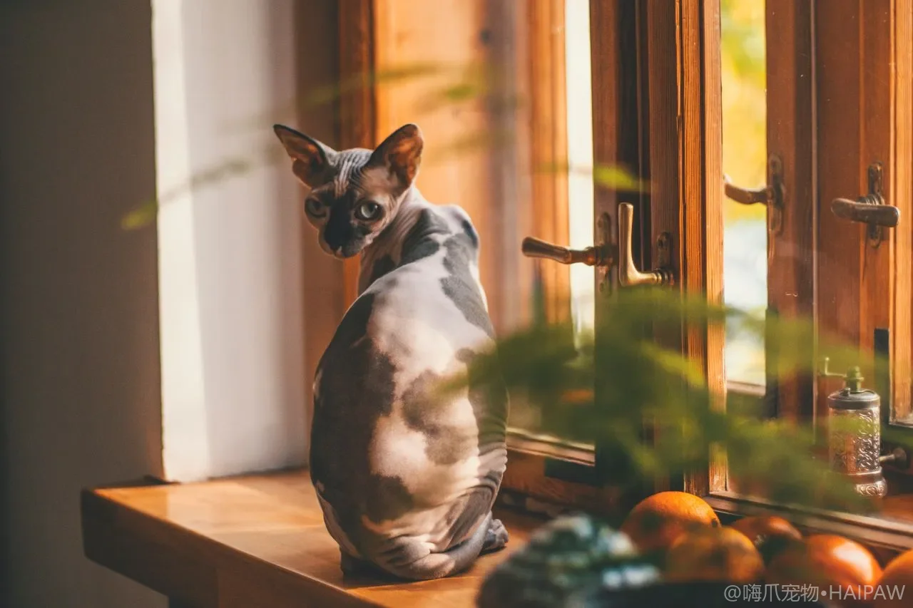 猫赖在猫砂盆里睡觉不出来是病吗?排查健康与安全感原因 猫赖在猫砂盆里睡觉不出来是病吗?排查健康与安全感原因