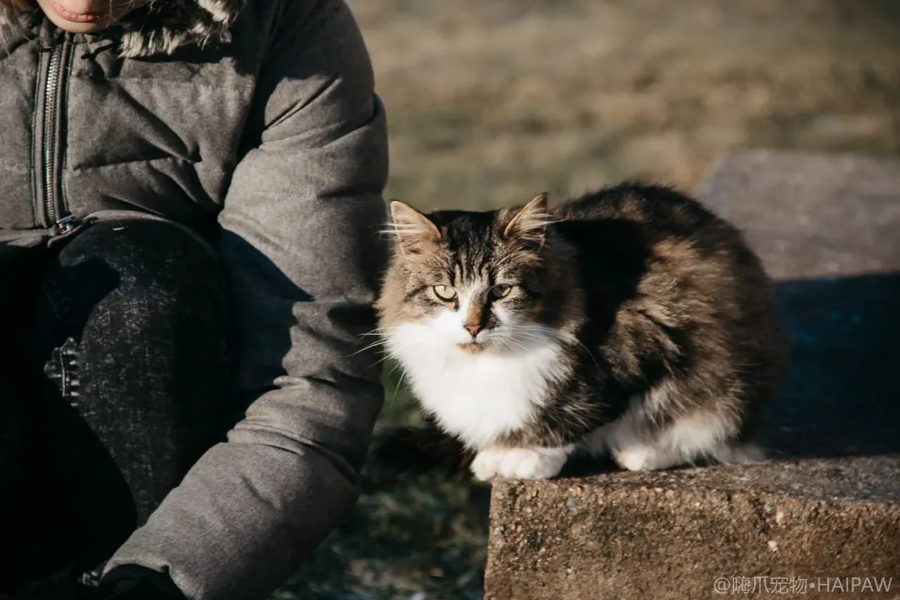 猫砂铺多厚才合适：深度用量管理与清理频率的科学方案