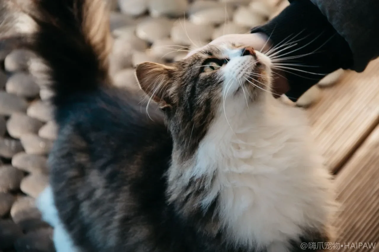 豆腐猫砂与膨润土猫砂的混合使用比例：扬长避短的最佳配比方案