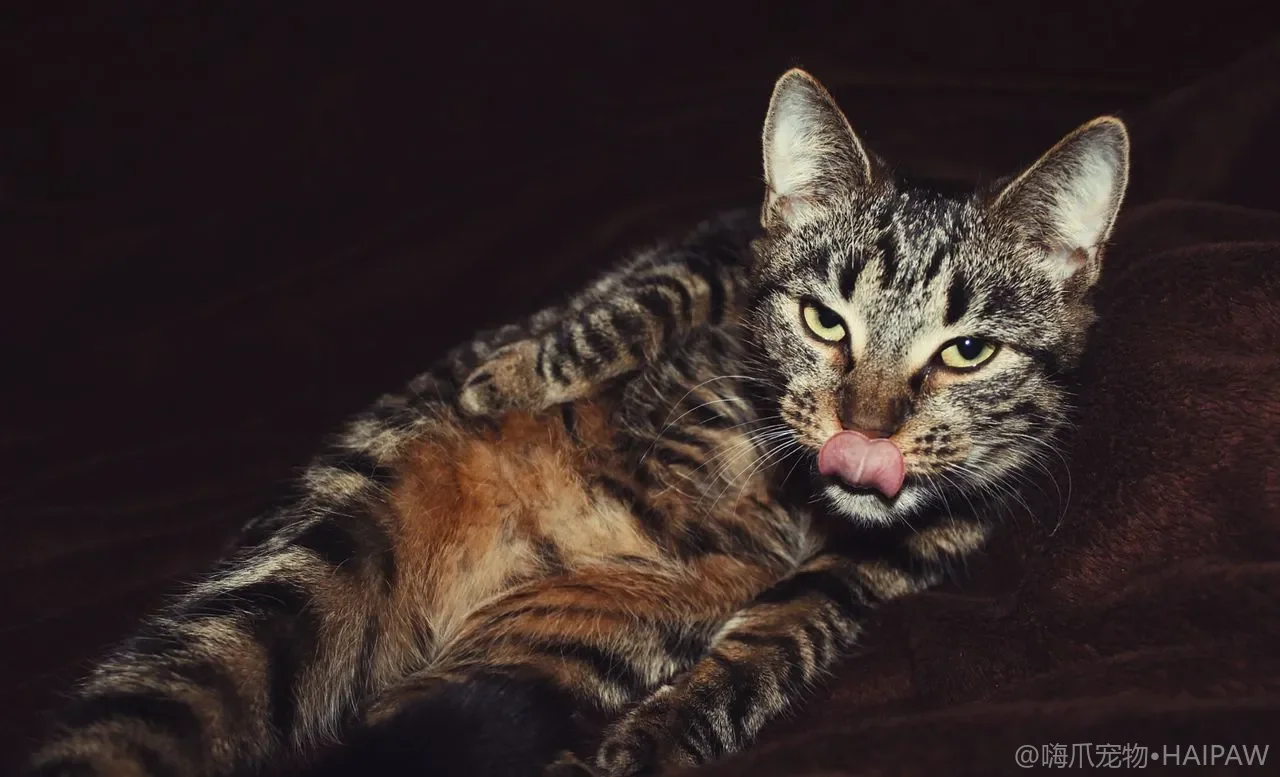 猫咪对猫砂材质的偏好测试：如何通过对比实验找到猫最喜欢的砂