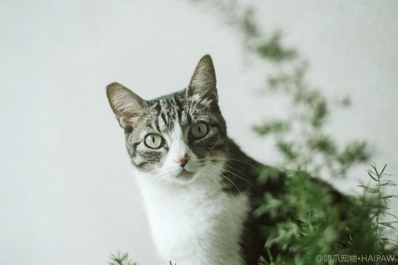 猫咪窗边行为全解读：看鸟、晒太阳、对着窗外叫的动机与意义