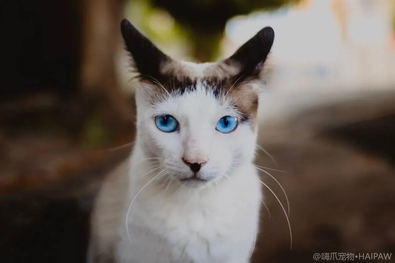 猫咪耳朵感染的常见类型与防治：从耳螨到马拉色菌的识别与护理