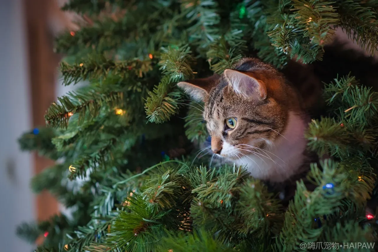 猫咪自制猫饭的肉类搭配：不同肉类的营养互补与每周轮换方案