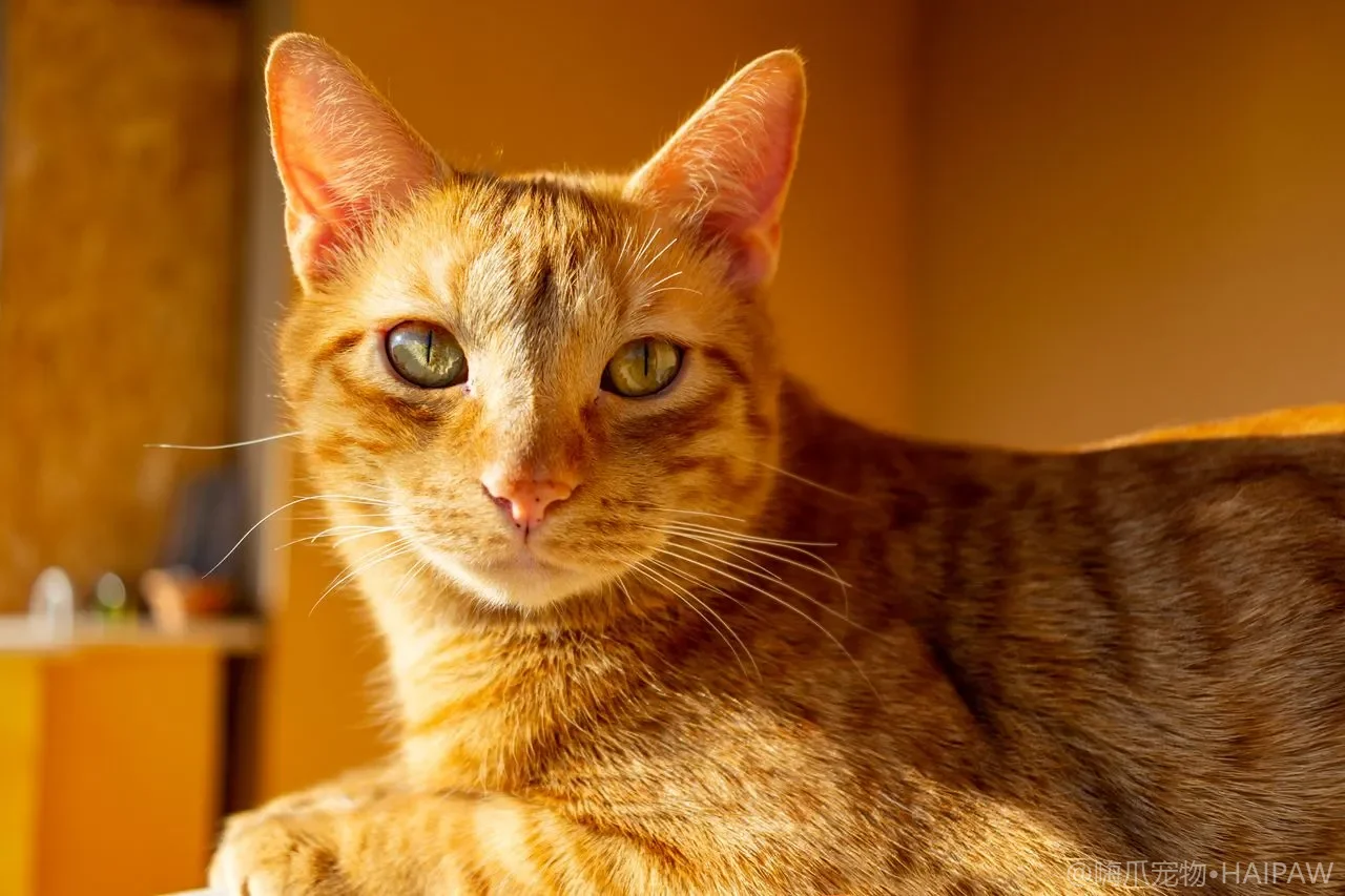 猫咪家具防护用品全攻略：防抓贴、沙发套与家具保护方案的对比评测