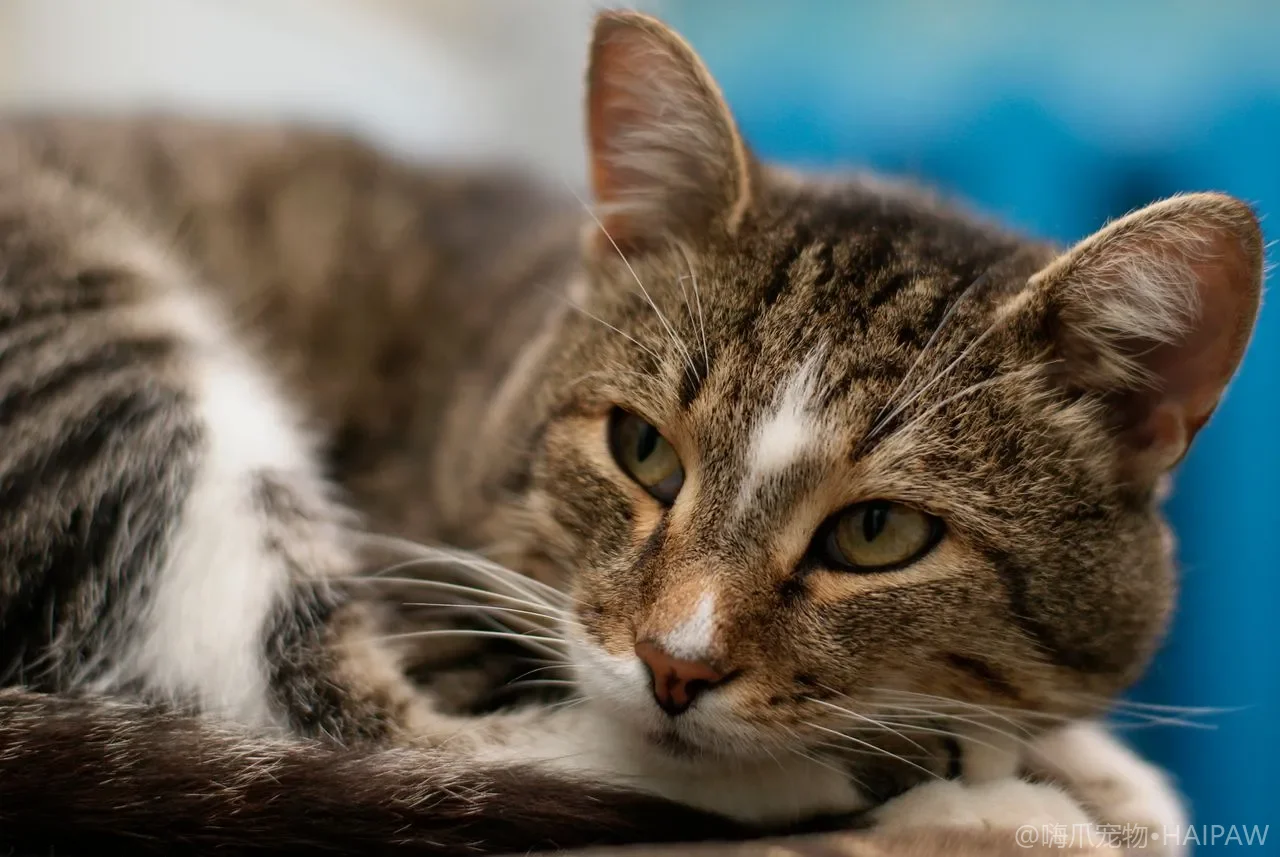 猫咪口腔异味的原因排查：从牙结石到内脏疾病的系统性检查方法