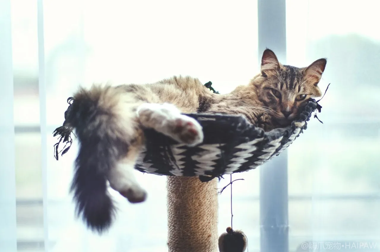 家里一只猫去世后，剩下的猫会伤心吗？宠物丧失与同伴哀悼的应对指南