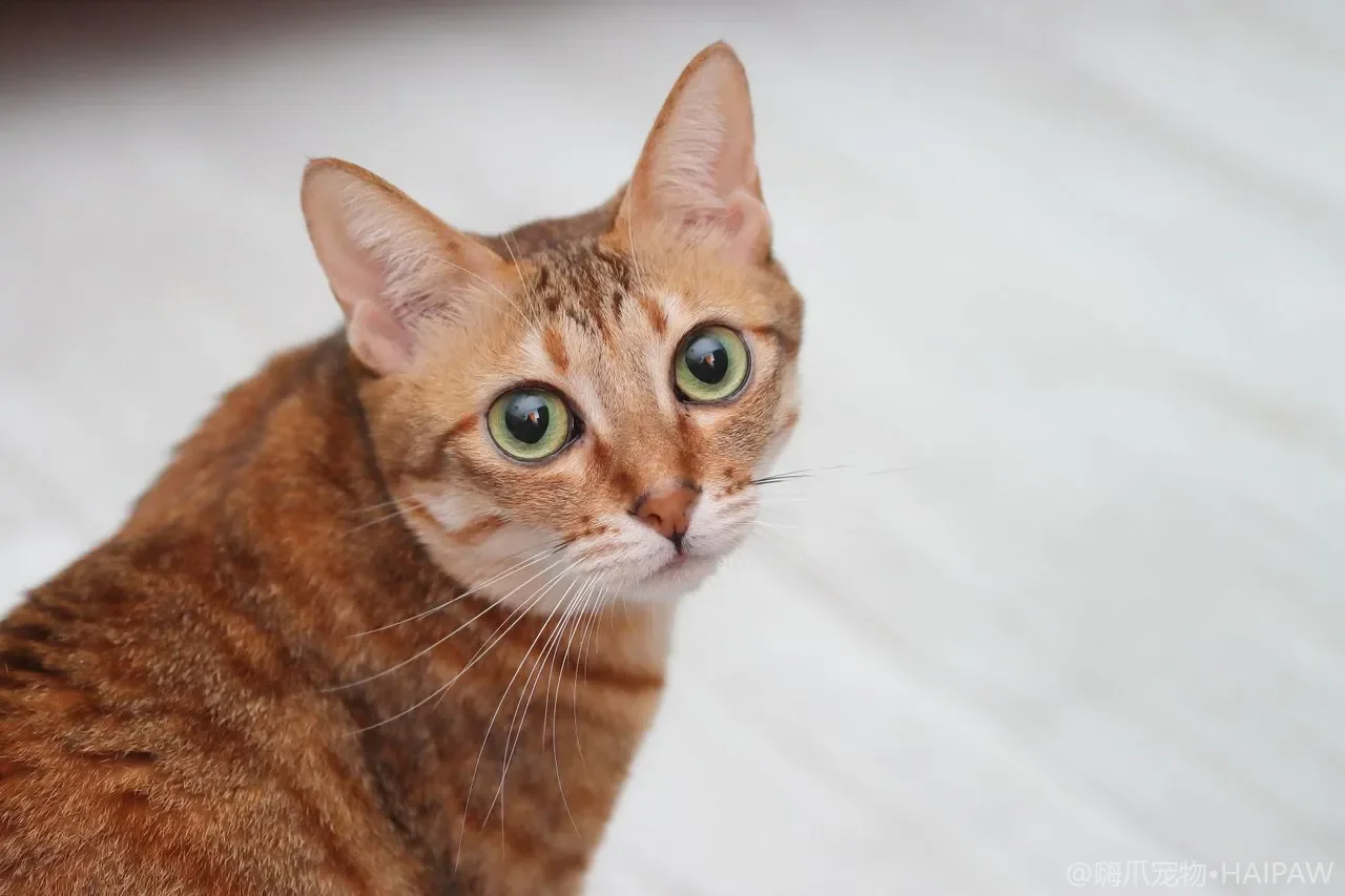 新来的小猫怎么融入多猫家庭？隔离检疫到和睦相处全流程