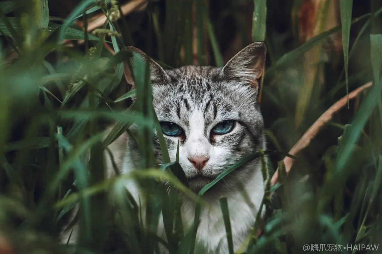 多猫互相舔毛是好事吗？理毛社交与地位信号解读