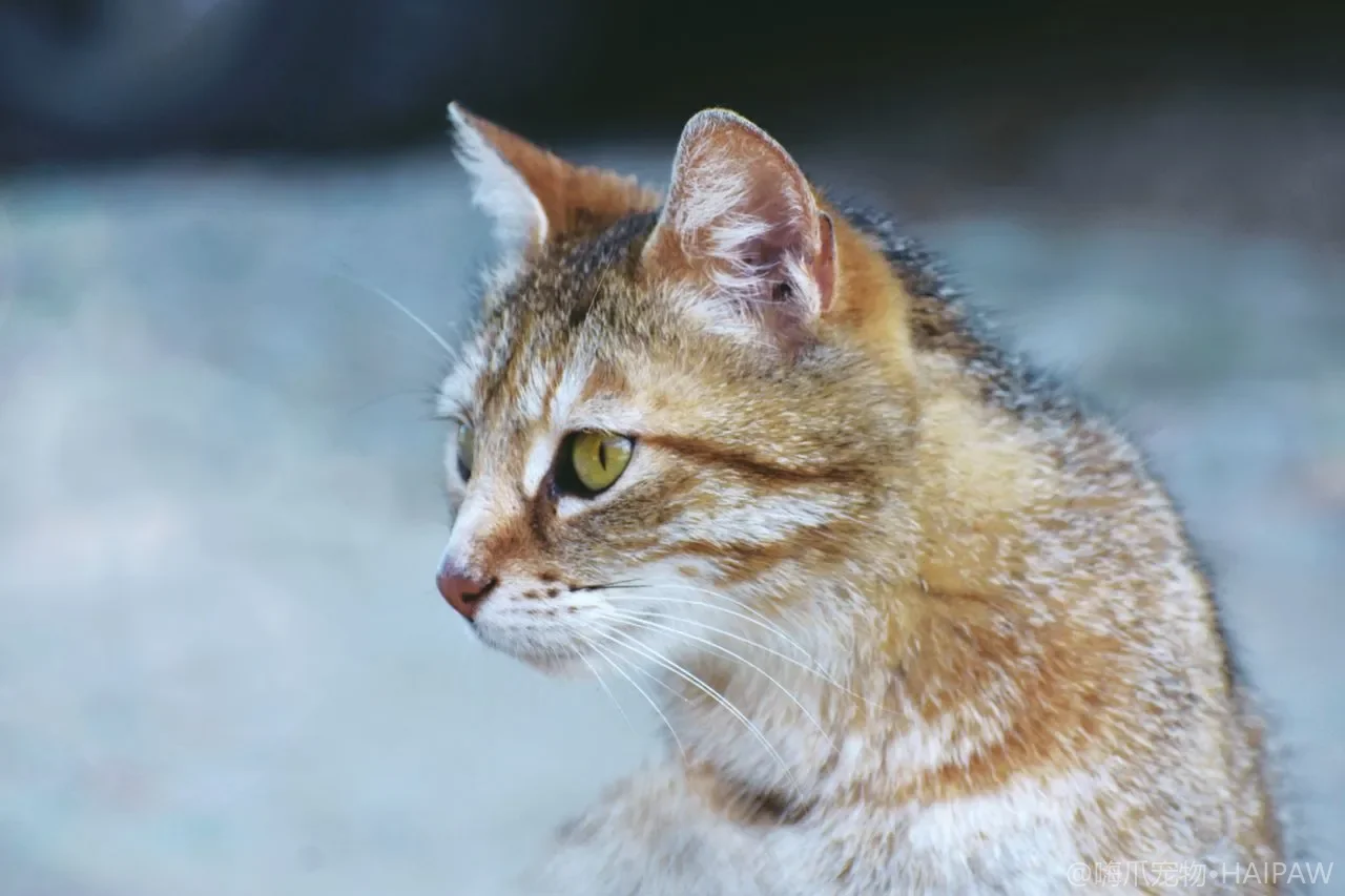 多猫家庭资源站布局：分散摆放化解猫际冲突