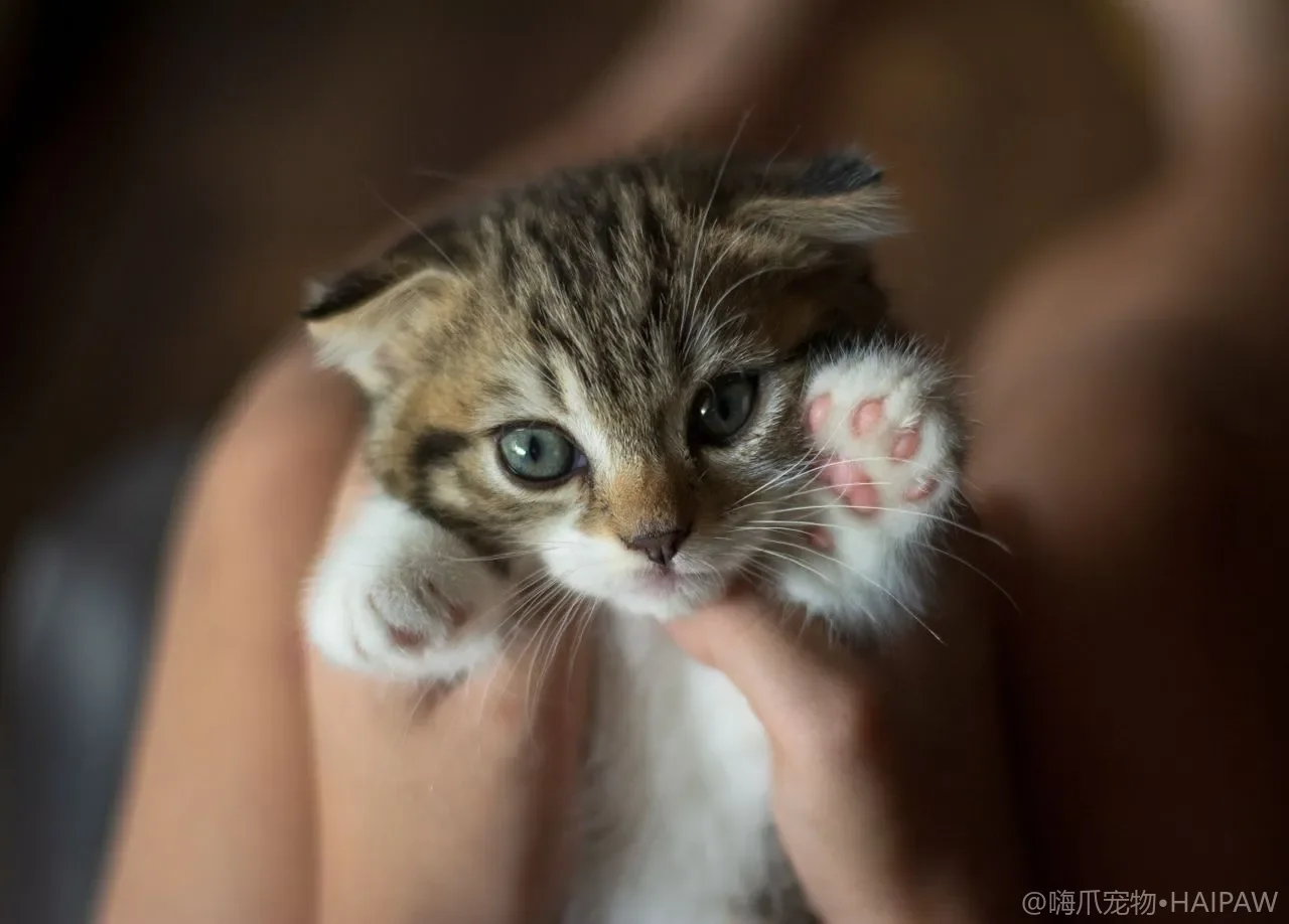 新猫入户：隔离与逐步引入全流程