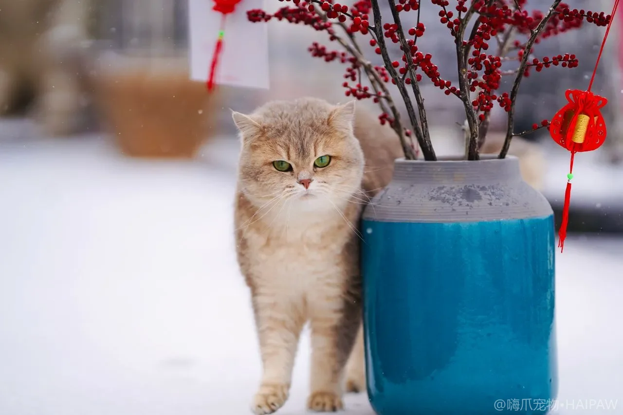 多猫家庭有等级吗：社会等级与相处秩序指南