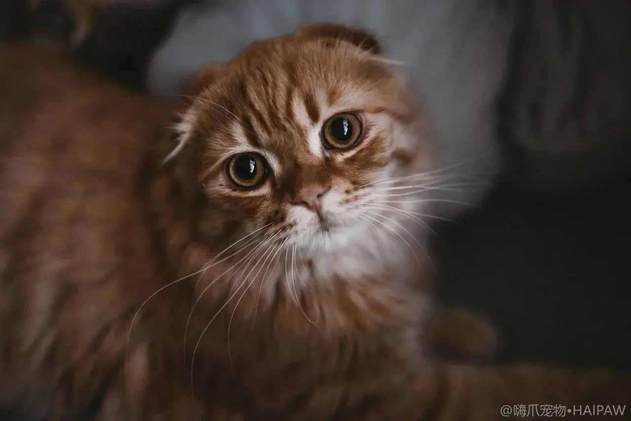 多猫家庭总打架？最缺的不是猫粮，是"往上走"的空间
