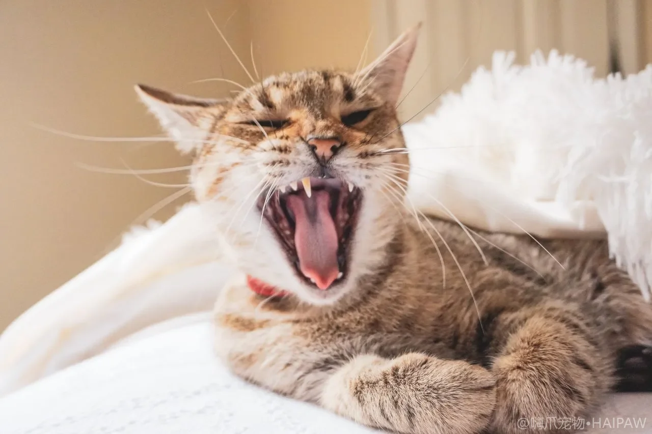 家里养猫想再添一只狗怎么做？分三步隔离过渡让猫狗和平共处