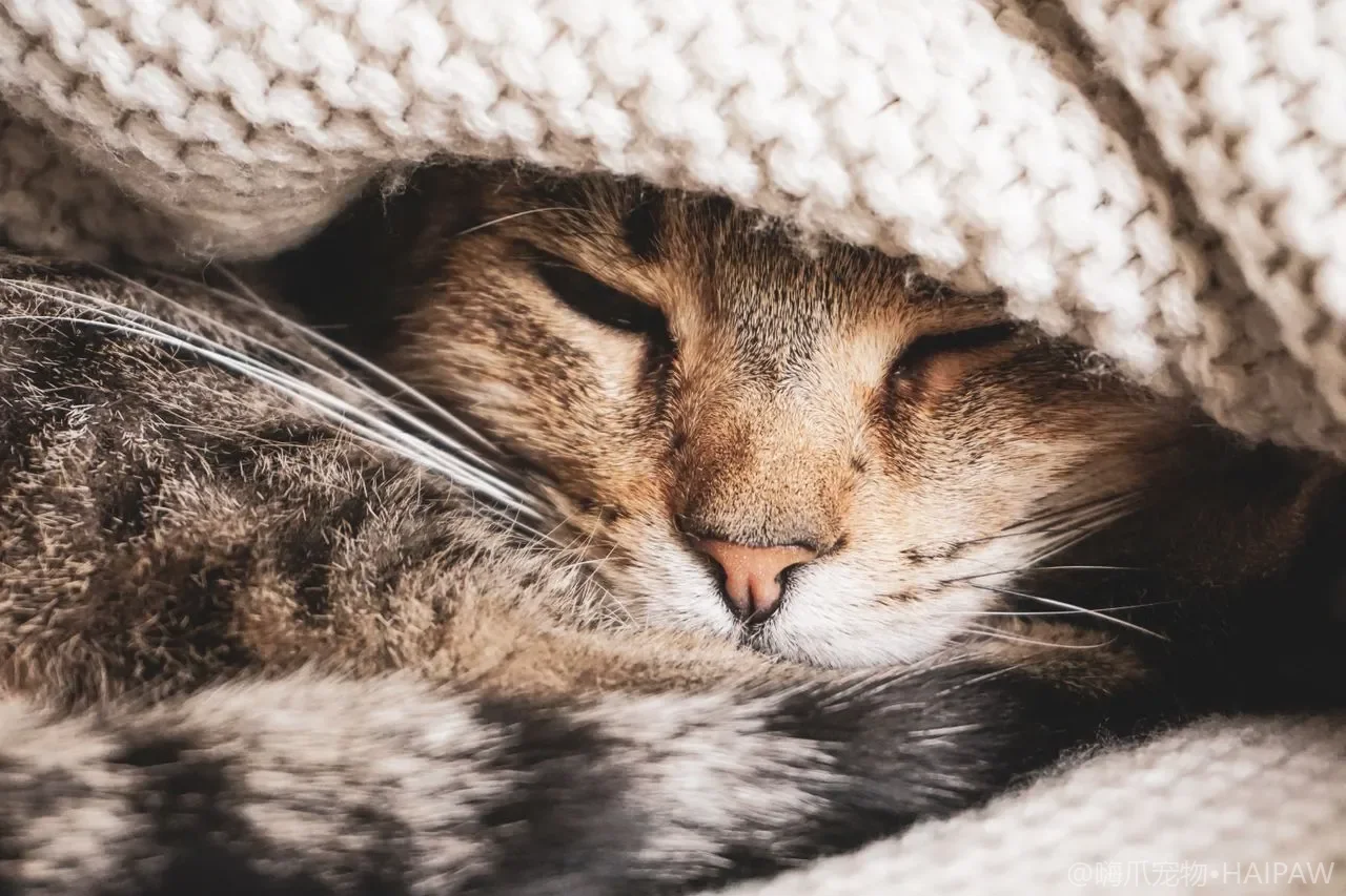 多猫里有一只猫生病了怎么隔离喂药？防止传染和抢食的应急方案
