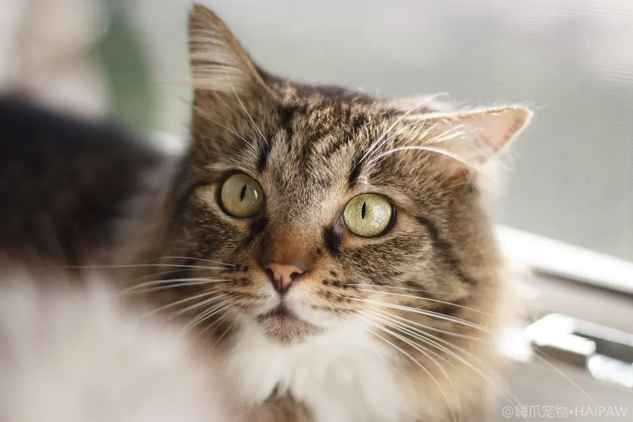 多猫抢同一只猫碗怎么分？加碗错峰与弱势猫单独喂的实操分食法
