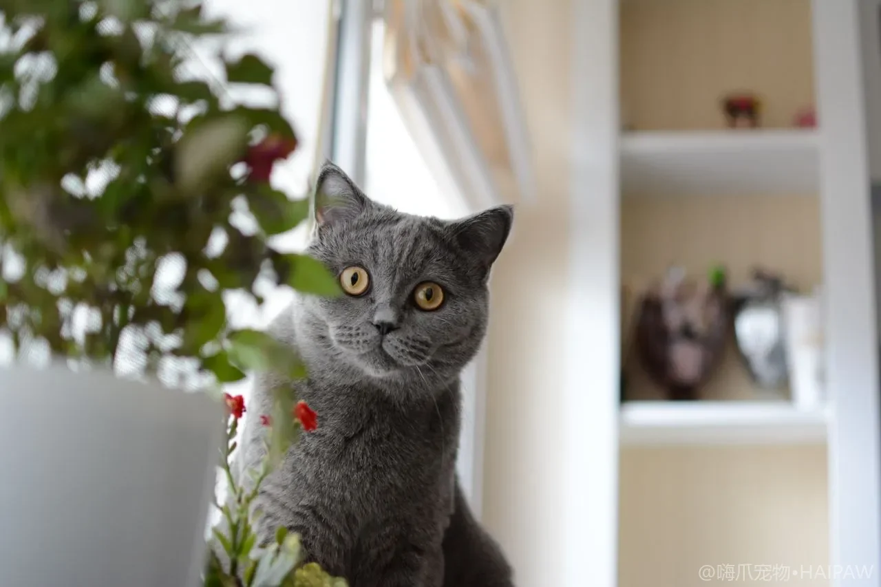猫咪张嘴呼吸是怎么回事?从呼吸困难识别到送医前紧急处理的完整指南与居家观察 猫咪张嘴呼吸是怎么回事?从呼吸困难识别到送医前紧急处理的完整指南与居家观察